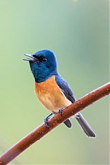 Vanikoro Flycatcher